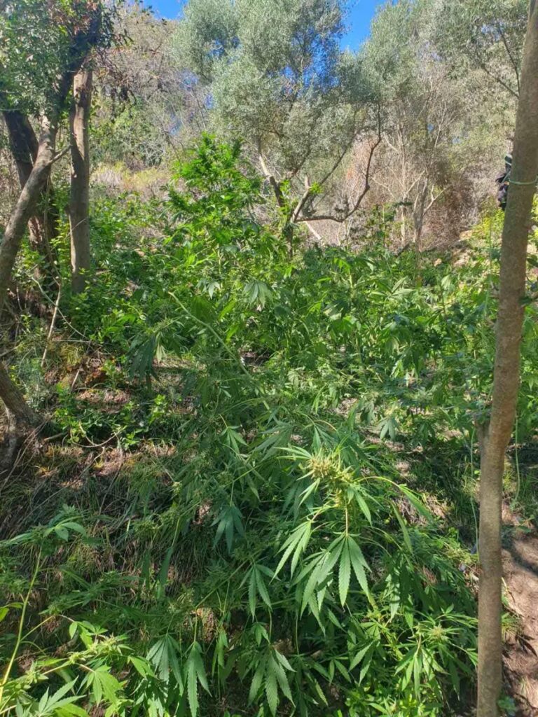 Εντοπίστηκε φυτεία με 130 δενδρύλλια κάνναβης – Δύο συλλήψεις και 3 κιλά χασίς στο σπίτι