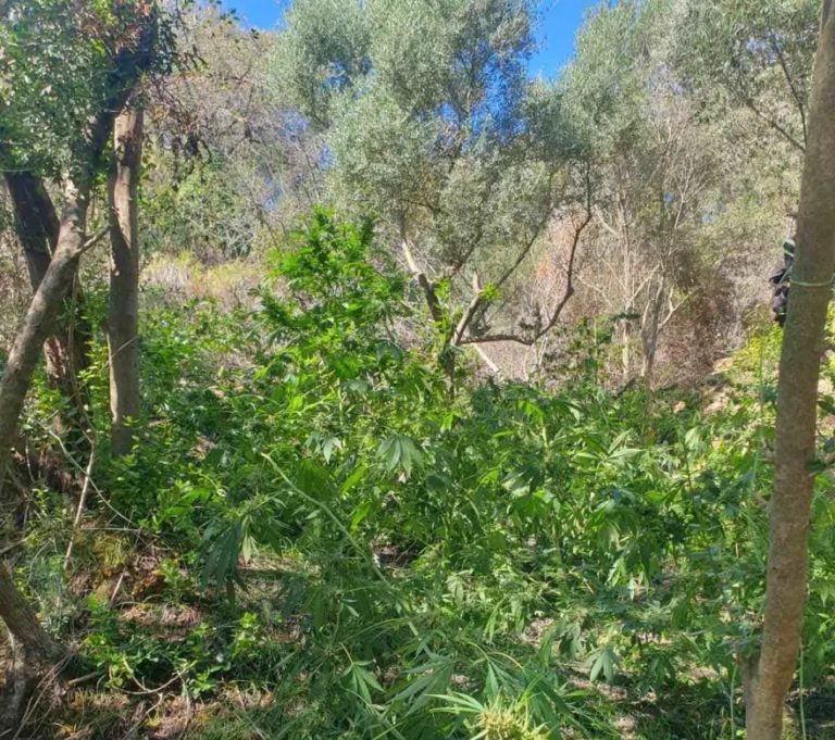Εντοπίστηκε φυτεία με 130 δενδρύλλια κάνναβης – Δύο συλλήψεις και 3 κιλά χασίς στο σπίτι