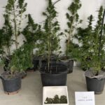 Σύλληψη για καλλιέργεια κάνναβης στη Φωκίδα – Βρέθηκαν 11 δενδρύλλια σε γλάστρες