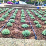 Θεσσαλονίκη: Κλέβουν λουλούδια και φυτά από τη νέα παραλία