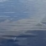 Λευκός καρχαρίας εθεάθη στην Κάρπαθο – Δείτε βίντεο