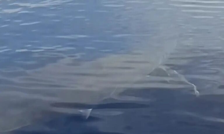 Λευκός καρχαρίας