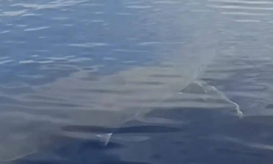 Λευκός καρχαρίας