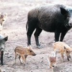 Φρένο στην εξάπλωση των αγριογούρουνων – Τι ορίζει εγκύκλιος του υπουργείου Περιβάλλοντος