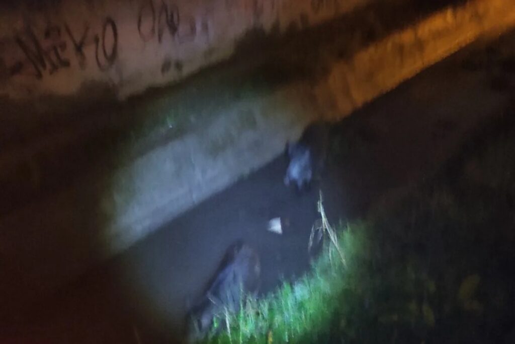 Θεσσαλονίκη: Εντοπίστηκαν αγριογούρουνα στα Διαβατά