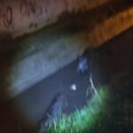 Θεσσαλονίκη: Εντοπίστηκαν αγριογούρουνα στα Διαβατά