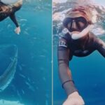 Τρόμος στο βυθό: Δύτης γλίτωσε για χιλιοστά από το να τον καταπιεί φάλαινα