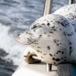 Η μεγάλη απόδραση: Φώκια ξεφεύγει από όρκες πηδώντας σε σκάφος [βίντεο]