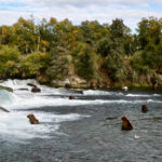 Καναδάς: Αρκούδα γκρίζλι επιτέθηκε σε ομάδα μαθητών που είχαν πάει πεζοπορία – 11 τραυματίες