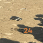 Ηράκλειο: Η χελώνα Ναυσικά επέστρεψε στη θάλασσα μετά από τέσσερα χρόνια