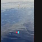 Κάρπαθος: Εμφανίστηκε τεράστιος καρχαρίας ανοιχτά του νησιού – Τον κατέγραψαν ψαράδες [Βίντεο]