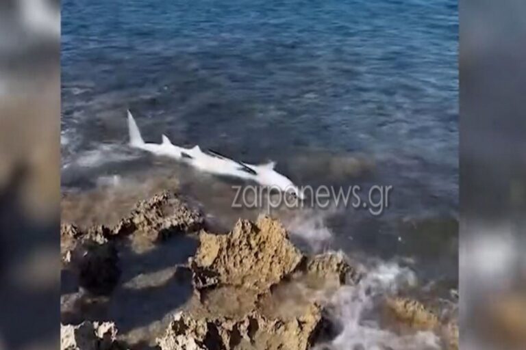 Κρήτη: Απίστευτες εικόνες σε παραλία των Χανίων – Ξεβράστηκε καρχαριοειδές [Βίντεο]