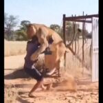 Μοναδική στιγμή όταν λέαινα αντικρύζει τον άνθρωπο που την έσωσε και τη μεγάλωσε [Βίντεο]