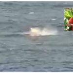 Αυστραλία: Σέρφερ γλυτώνει από επίθεση καρχαρία ενώ ήταν πάνω στη σανίδα του