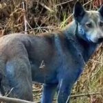 Σοκ στο Τσέρνομπιλ: Σκύλοι με μπλε γούνα περιφέρονται στην περιοχή – Τι κρύβεται πίσω από το φαινόμενο