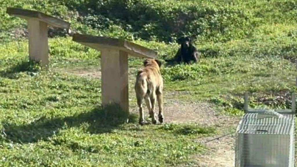 Χαλκιδική: Μήνυση για την κτηνωδία με τη θανάτωση 21 σκύλων κατέθεσε ο δήμος Πολυγύρου – Έκκληση για πληροφορίες