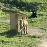 Άργος: 17χρονη σε κρίσιμη κατάσταση μετά από επίθεση αδέσποτων σκύλων