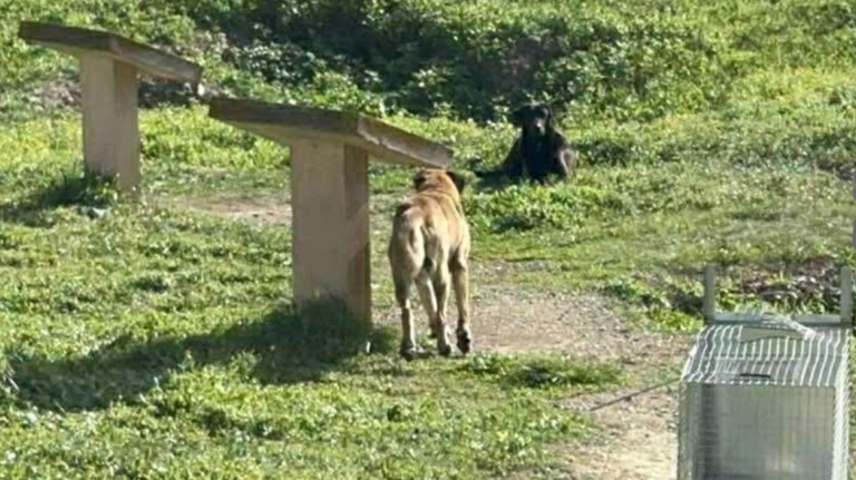 Χαλκιδική: Μήνυση για την κτηνωδία με τη θανάτωση 21 σκύλων κατέθεσε ο δήμος Πολυγύρου – Έκκληση για πληροφορίες