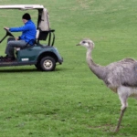 Καναδάς: Μαζική θανάτωση 300 στρουθοκαμήλων λόγω γρίπης των πτηνών