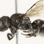 Αυστραλία: Νέα μέλισσα «Λούσιφερ» με εντυπωσιακά κέρατα και διαβολική εμφάνιση ανακαλύφθηκε στο έδαφος της χώρας