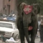 Σοκ σε τσίρκο: Ελέφαντας ποδοπάτησε τον εκπαιδευτή του μέχρι θανάτου – Δραπέτευσε στους δρόμους