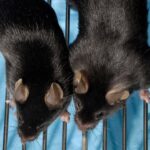 Περισσότεροι μύες σημαίνει πιο νεανικό μυαλό: Νέα έρευνα αποκαλύπτει το «κρυφό μυστικό» ενάντια στη γήρανση του εγκεφάλου