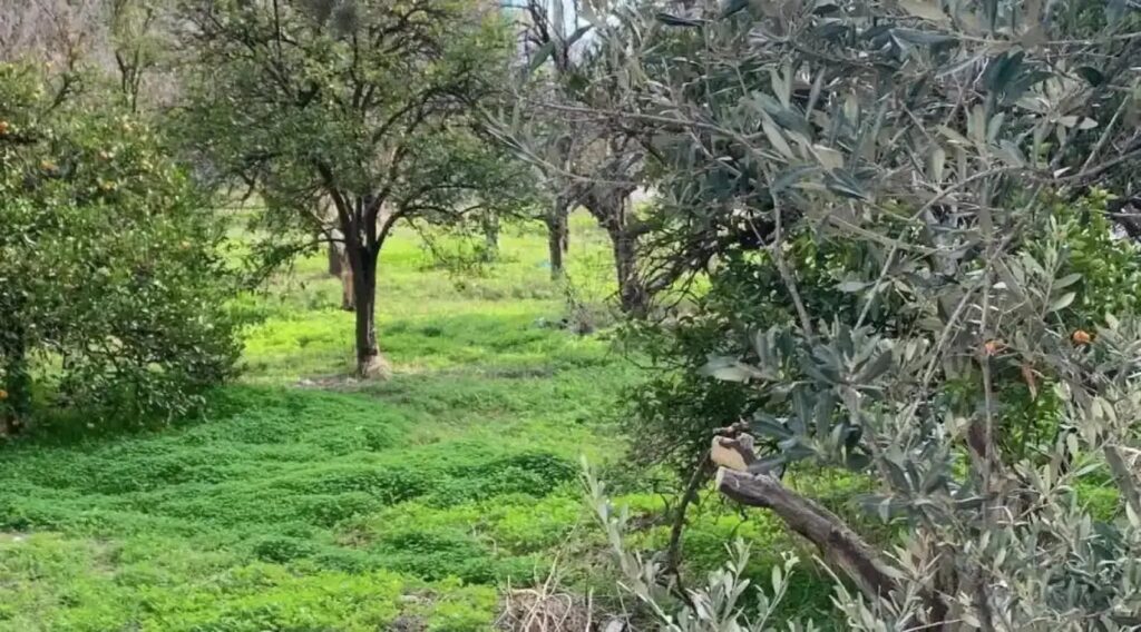 Εύβοια: Θησαυρός 1500 ετών ήταν κρυμμένος κάτω από τα πόδια τους [βίντεο]