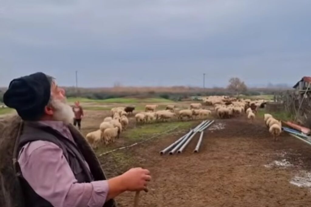 Ευλογιά των προβάτων: Λύγισε ο κτηνοτρόφος – Αποχαιρέτησε τα 450 πρόβατά του με λυγμούς [βίντε