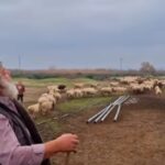 Ευλογιά των προβάτων: Λύγισε ο κτηνοτρόφος – Αποχαιρέτησε τα 450 πρόβατά του με λυγμούς [βίντεο]