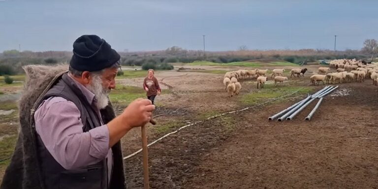 Ευλογιά των αιγοπροβάτων: Η απάντηση της Κομισιόν στον Αρναούτογλου