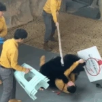 Απίστευτο περιστατικό στην Κίνα: Αρκούδα επιτέθηκε σε εκπαιδευτή στη σκηνή της παράστασης στο Hangzhou [βίντεο]