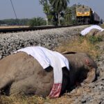 ελέφαντες Ινδία