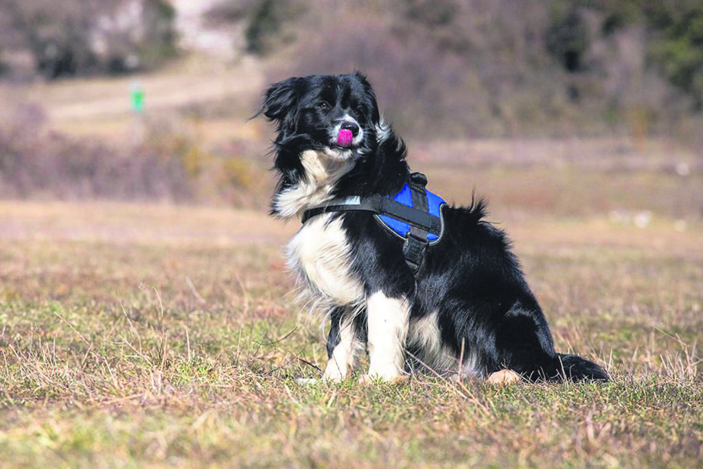 Yasmin: Το θηλυκό border collie που προστατεύει την άγρια ζωή