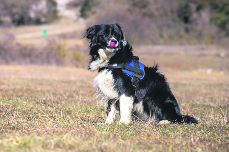 Yasmin: Το θηλυκό border collie που προστατεύει την άγρια ζωή