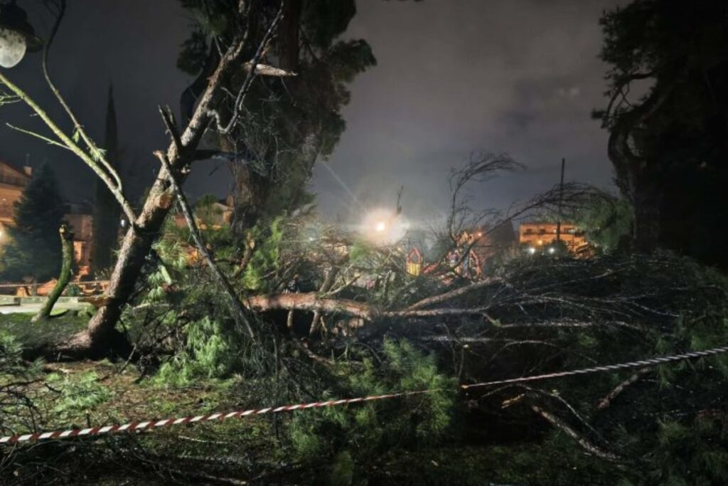 Κακοκαιρία: Ξεριζώθηκε πεύκο από τους θυελλώδεις ανέμους στο πάρκο Γηροκομείο στα Ιωάννινα – Αποκλεί