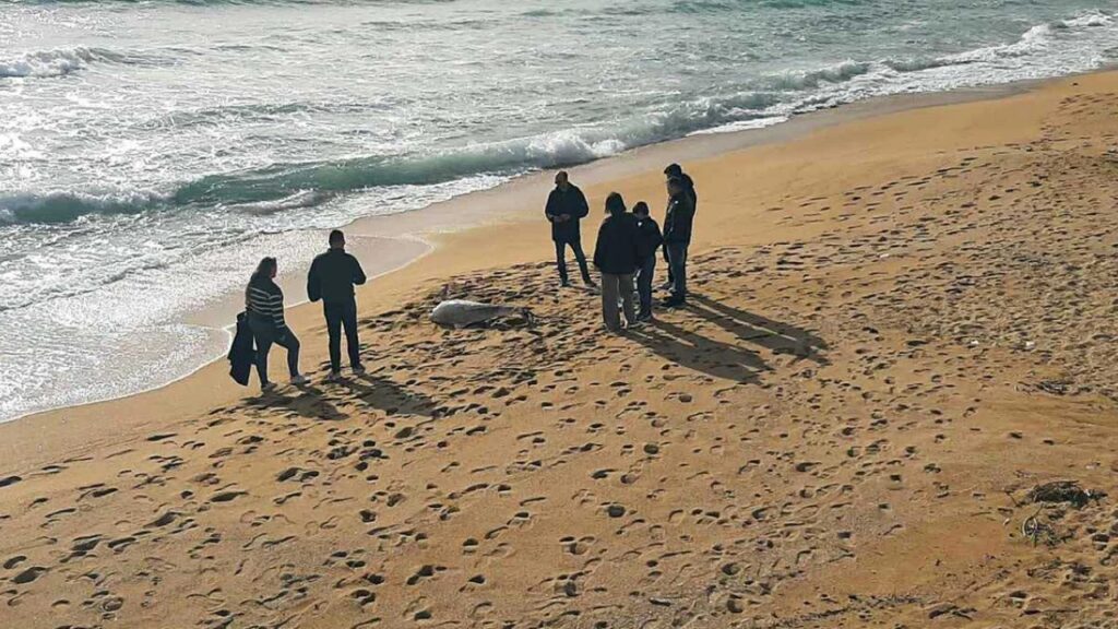 Καβάλα: Ξεβράστηκε νεκρό δελφίνι στη Ραψάνη – Είχε δεμένο σκοινί στην ουρά του