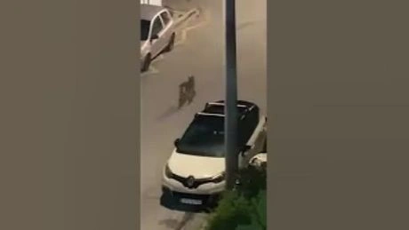 Λύκος περπατάει ανάμεσα σε σπίτια στο Χαϊδάρι [βίντεο]