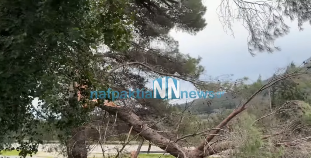 Κακοκαιρία στη Δυτική Ελλάδα: Ισχυροί άνεμοι, ξεριζωμένα δέντρα και περιορισμοί στη Γέφυρα Ρίου – Αντιρίου [βίντεο]