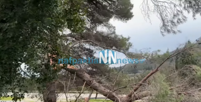 Κακοκαιρία στη Δυτική Ελλάδα: Ισχυροί άνεμοι, ξεριζωμένα δέντρα και περιορισμοί στη Γέφυρα Ρίου – Αντιρίου [βίντεο]