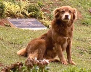 Έμεινε 10 χρόνια στον τάφο της ιδιοκτήτριάς του: Ο σκύλος «Μπομπ ο Νεκροθάφτης» έγινε νόμος στο Σάο Πάολο