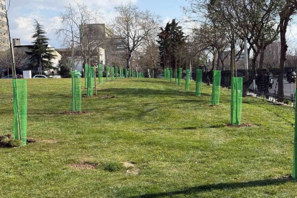 Θεσσαλονίκη: Πρασινίζει με 500 αγριοκερασιές το ΑΠΘ – Αφιερωμένο στους 13 φοιτητές των Τεμπών το πρώτο που φυτεύθηκε