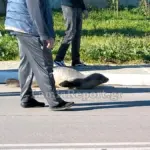 Φθιώτιδα: Φώκια βγήκε στη στεριά και… «έκοβε βόλτες» [εικόνες, βίντεο]