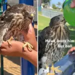 ΗΠΑ: Στη φυλακή 25χρονος – Καταδικάστηκε γιατί έδωσε ποτό σε προστατευόμενο γεράκι