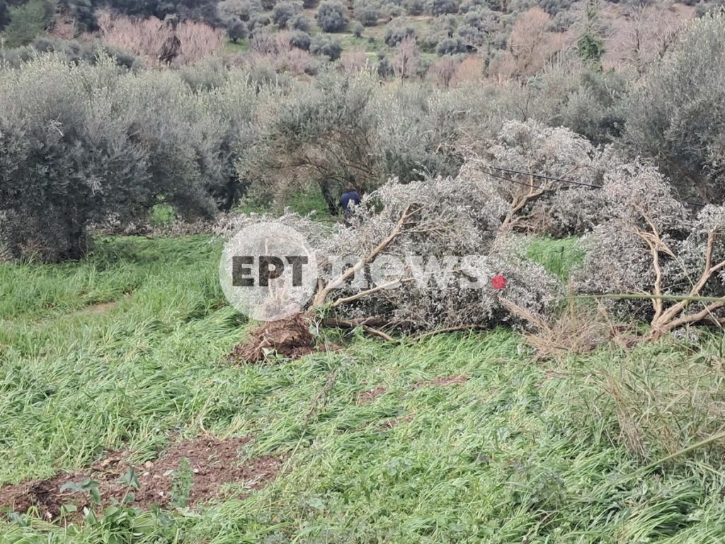 Κακοκαιρία στην Πύργο: Ανεμοστρόβιλος ξερίζωσε δέντρα στα Περιβολάκια