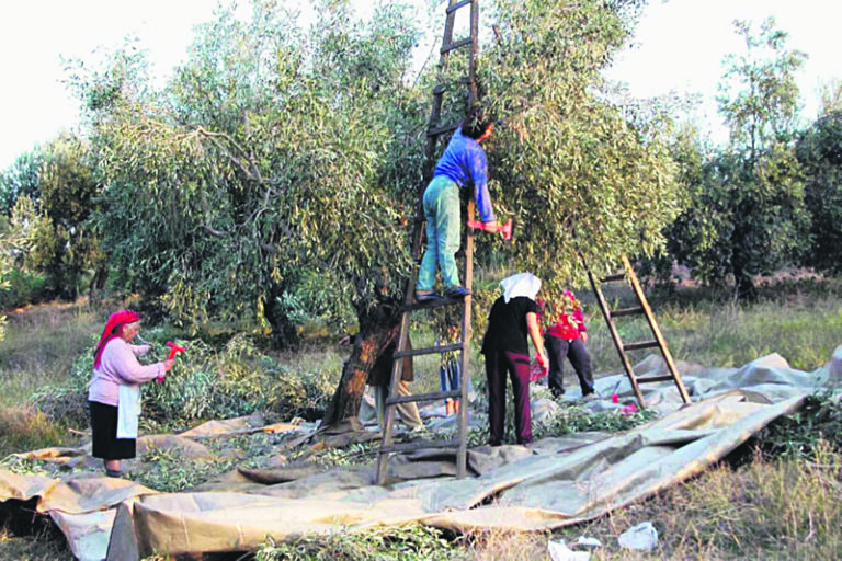 Βήμα – βήμα η διαδικασία δήλωσης για τα ελαιόδεντρα – Για ποιους είναι υποχρεωτική, μέχρι πότε πρέπει να γίνει