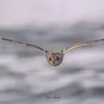 Credit: Μάνος Βατζόλας