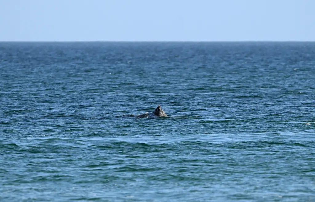 «Free Willy» στη Βαλτική