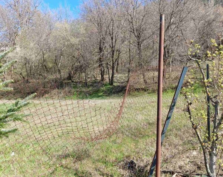 Κοζάνη: Αρκούδα εισέβαλε σε κοτέτσια στην Εορδαία – Σύσταση στους κατοίκους για αυξημένη προσοχή