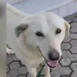 Οργισμένοι οι κάτοικοι στα Χανιά: Πυροβόλησαν και σκότωσαν σκύλο στην Καλυδωνία