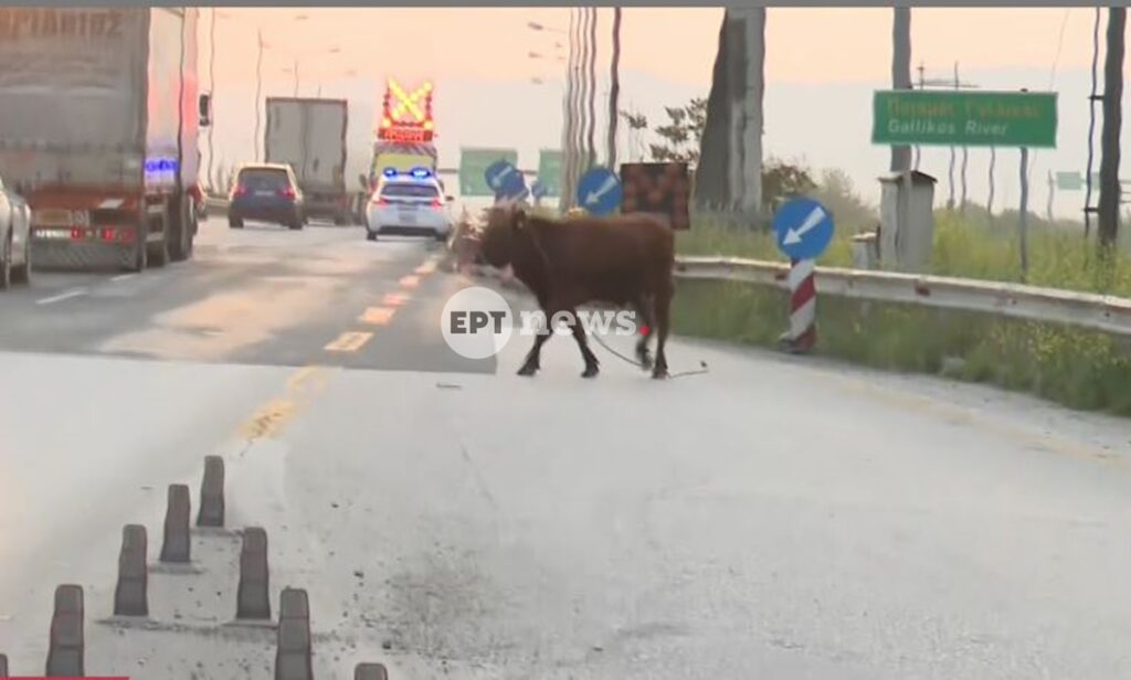 Απίστευτες εικόνες στη Θεσσαλονίκη: Αγελάδα έκανε βόλτες στην εθνική ανάμεσα σε αυτοκίνητα [βίντεο]
